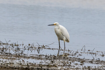 Little Egret in New South Wales Australia