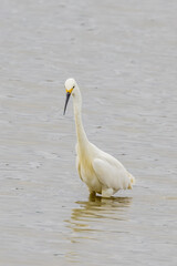 Little Egret in New South Wales Australia