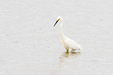 Little Egret in New South Wales Australia