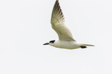 Gull-billed Tern in New South Wales Australia