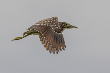 Nankeen Night Heron in New South Wales Australia
