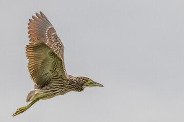 Nankeen Night Heron in New South Wales Australia
