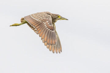 Nankeen Night Heron in New South Wales Australia
