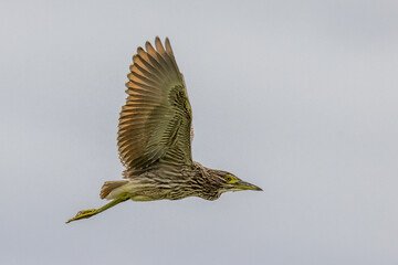 Nankeen Night Heron in New South Wales Australia