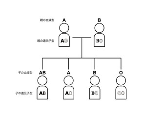 血液型の遺伝（親がAOとBOの場合）