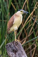 Nankeen Night Heron in New South Wales Australia