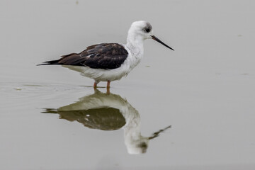 Pied Stilt in New South Wales Australia