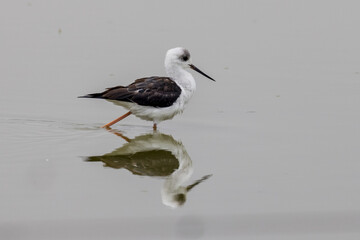 Pied Stilt in New South Wales Australia