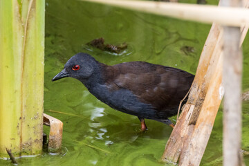 Spotless Crake in New South Wales Australia