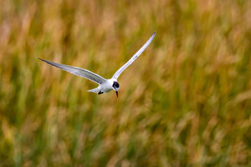 Whiskered Tern in Australia