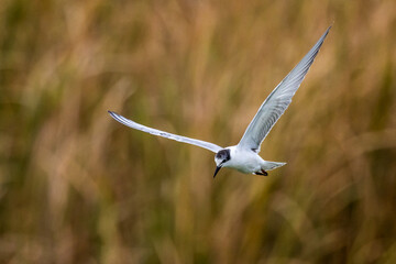 Whiskered Tern in Australia