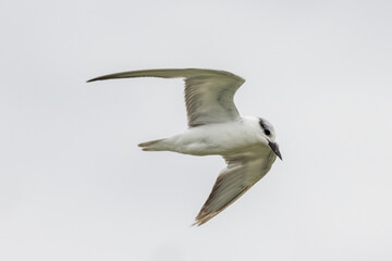 Whiskered Tern in Australia
