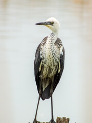 Obraz premium White-necked Heron in New South Wales Australia