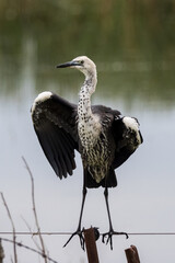 White-necked Heron in New South Wales Australia