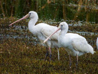 Yellow-billed Spoonbill in New South Wales Australia