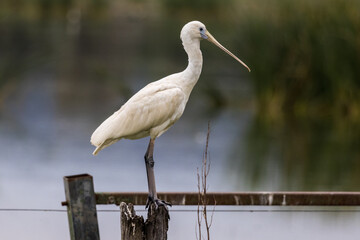 Yellow-billed Spoonbill in New South Wales Australia