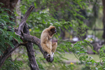 Sad Female of the Yellow cheeked gibbon Sitting on the Green Tree in the Rainforest in Thailand