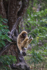 Sad Female of the Yellow cheeked gibbon Sitting on the Green Tree in the Rainforest in Thailand