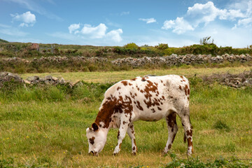 Fototapeta na wymiar Vache normande de profil au pré 