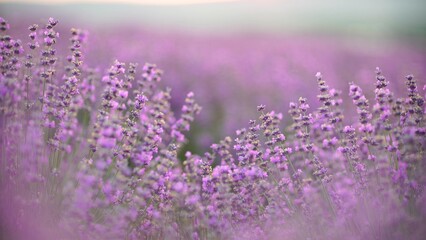 Naklejka premium Lavender field at sunset. Blooming purple fragrant lavender flowers against the backdrop of a sunset sky
