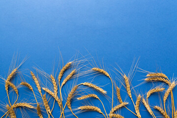 Sheaf of wheat ears close up and seeds on colored background. Natural cereal plant, harvest time...