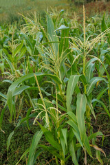 Corn in weeds. Young corn in the field. Green corn field. Corn growing in field