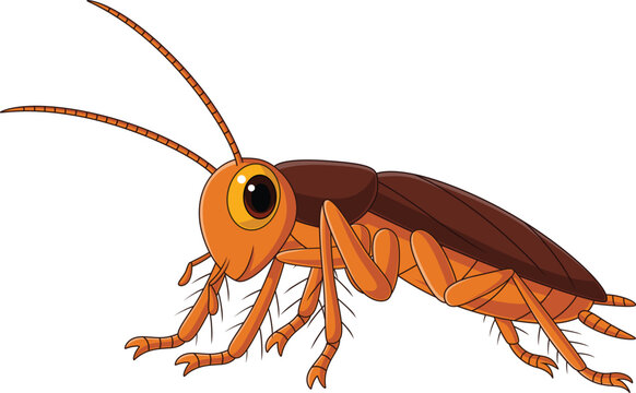 Cute cockroach cartoon on white background