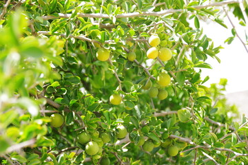 Strauch mit gelben Früchten
