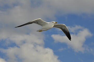 seagull flying in the sky