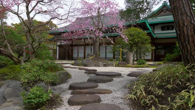Japanese garden with traditional tea house and blooming pink sakura, zen garden in Japan in spring, Japanese culture, tourism in Japan