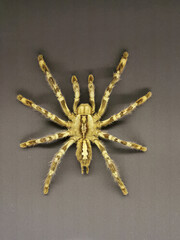 gig spider isolated