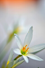 white crocus flowers