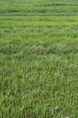 Soccer stadium grass background