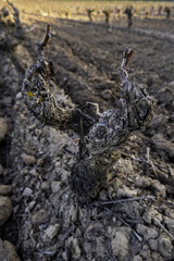 Vineyard in a vineyard