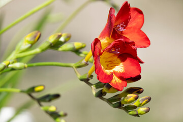 Blooming freesias, close up view of red flower with space for text