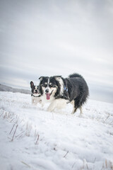 Tricolor border collie is running on the field in the snow. He is so fluffy dog.