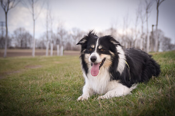 Border collie is laying in the forest. He is so funny and he looks more cute.