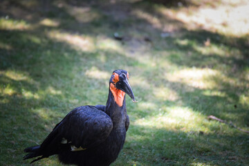 Black bird at the zoo. Autumn day at the zoo