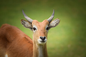 Antelope is standing in the grass in the zoo near to the fence. They have not place for living.