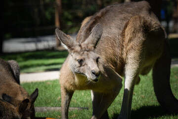 Naklejka na ściany i meble Australian kangaroo is in the zoo habitat near to the fence. They have beautiful place for living.