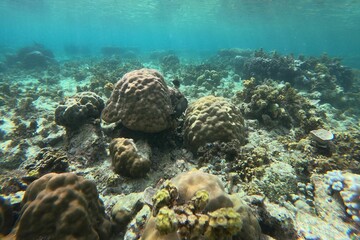 Idyllic shot of a coral reef in Siquijor, Philippines.