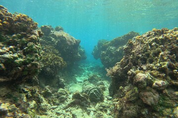 Idyllic shot of a coral reef in Siquijor in the Philippines, underwater canyon opens up between the coral reefs.