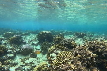Naklejka na ściany i meble Idyllic shot of a coral reef in Siquijor, Philippines.