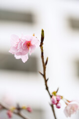 Kan-Zakura (Sakura, Cherry blossom) in the city of Tokyo with sky high buildings