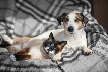 Dog and cat lying on soft plaid