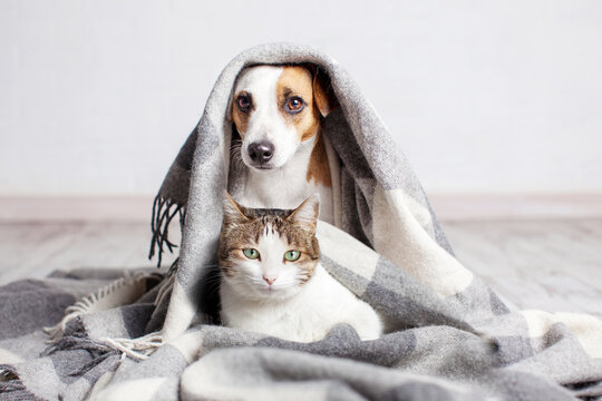 Portrait of cute young small dog and cat looking at the camera