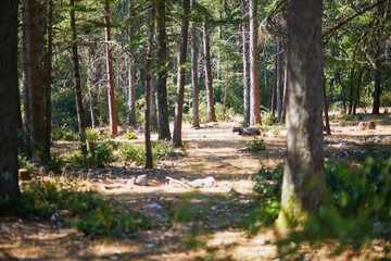 Beautiful cedar forest with great hiking and walking trails and panoramic views near Bonnieux, Luberon, Provence, Southern France