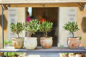Fototapeta na wymiar Olive trees in clay pots on a street market in Gordes, Provence, Southern France