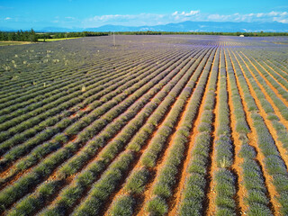 Aerial scenic Mediterranean landscape with lavender fields in Provence, France