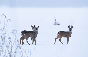 Three deer in the snow
